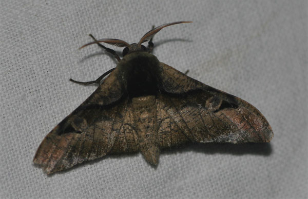/filer/webapps/moths/media/images/F/fasciata_Gongropteryx_A_Jorpeland.jpg