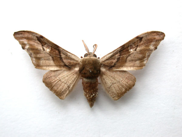 /filer/webapps/moths/media/images/F/fasciata_Gongropteryx_A_Revell_01.jpg
