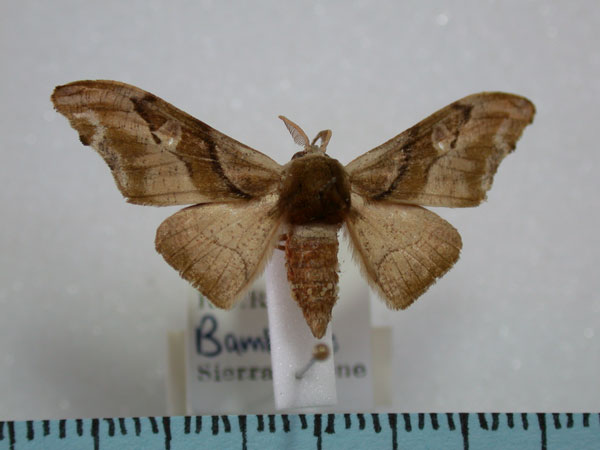 /filer/webapps/moths/media/images/F/fasciata_Gongropteryx_A_Revell_02.jpg