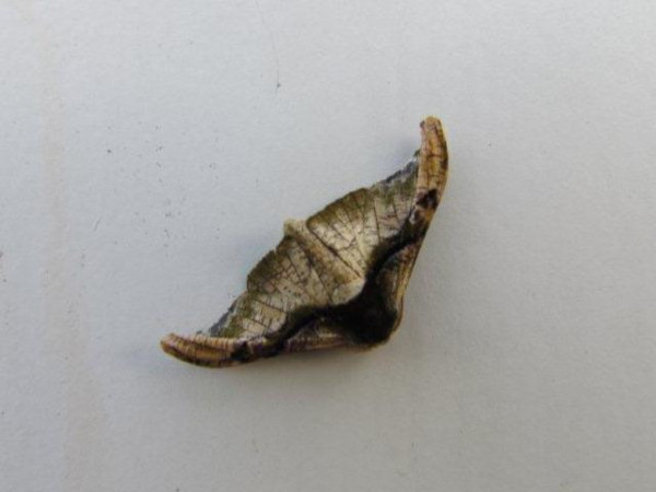 /filer/webapps/moths/media/images/F/fasciata_Gongropteryx_A_Stanton.jpg