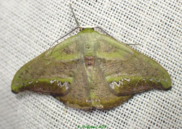 /filer/webapps/moths/media/images/F/fasciata_Hypocoela_AM_Bippus.jpg