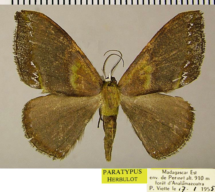 /filer/webapps/moths/media/images/F/fasciata_Hypocoela_PTM_ZSM.jpg