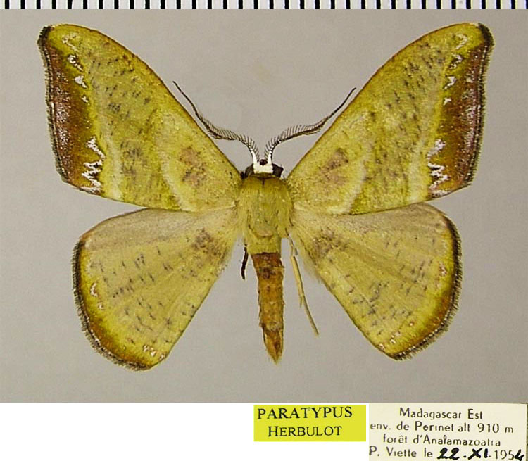 /filer/webapps/moths/media/images/F/fasciata_Hypocoela_PTM_ZSMa.jpg