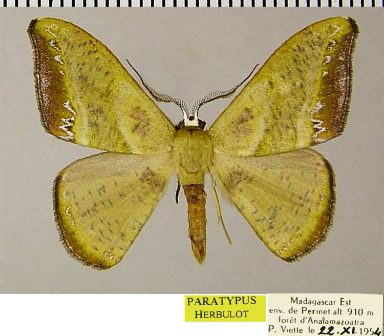 /filer/webapps/moths/media/images/F/fasciata_Hypocoela_PTM_ZSMa.jpg