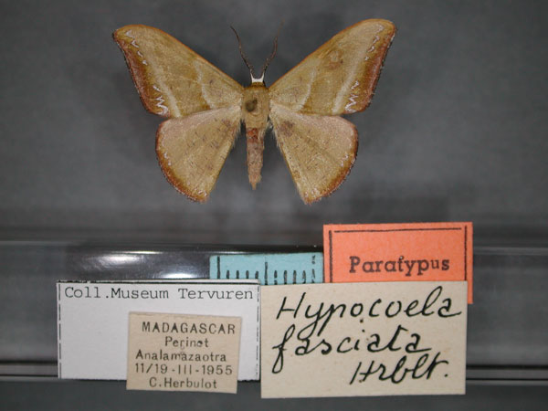 /filer/webapps/moths/media/images/F/fasciata_Hypocoela_PT_RMCA_01.jpg