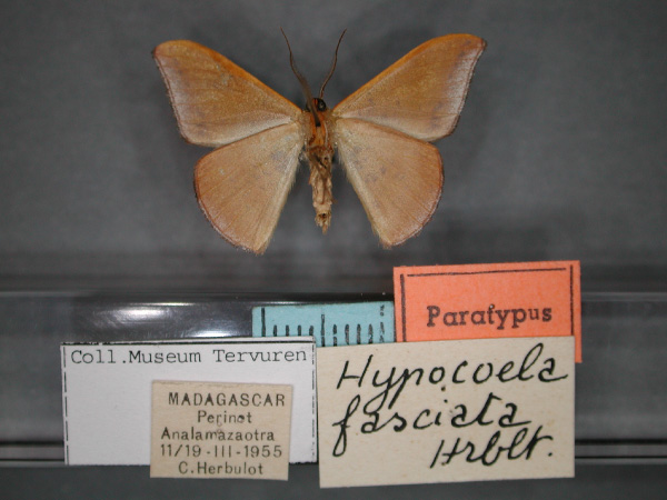 /filer/webapps/moths/media/images/F/fasciata_Hypocoela_PT_RMCA_02.jpg