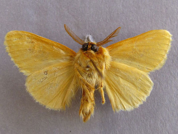 /filer/webapps/moths/media/images/F/fasciata_Knappetra_A_Baron_02.jpg