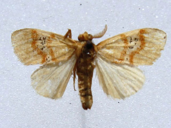 /filer/webapps/moths/media/images/F/fasciata_Knappetra_A_Goff_01.jpg