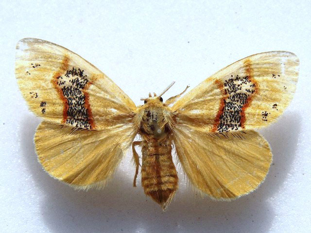/filer/webapps/moths/media/images/F/fasciata_Knappetra_A_Goff_02.jpg