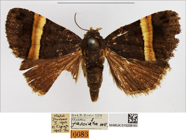 /filer/webapps/moths/media/images/F/fasciata_Ozarba_AF_NHMUK.jpg