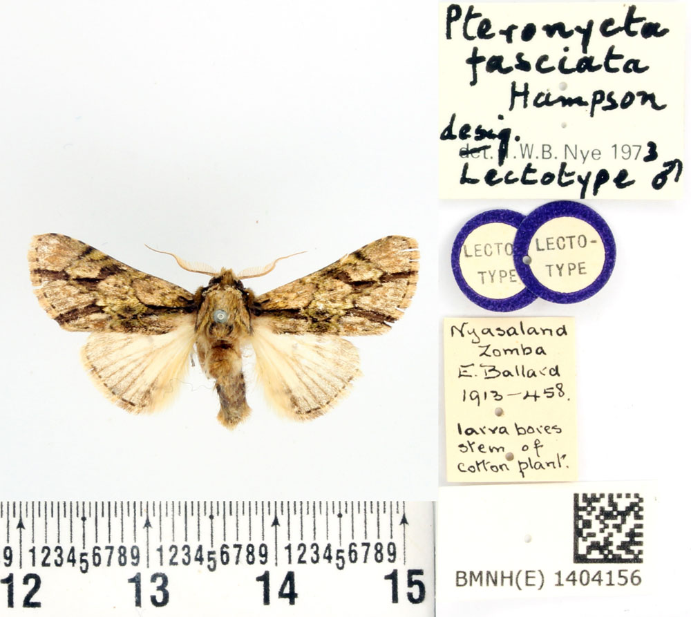 /filer/webapps/moths/media/images/F/fasciata_Pteronycta_LT_BMNH.jpg