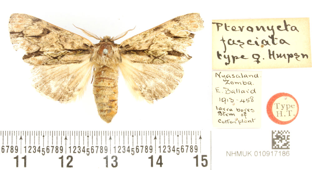 /filer/webapps/moths/media/images/F/fasciata_Pteronycta_PLT_BMNH.jpg