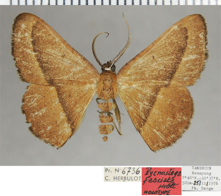 /filer/webapps/moths/media/images/F/fasciata_Pycnostega_HT_ZSMa.jpg