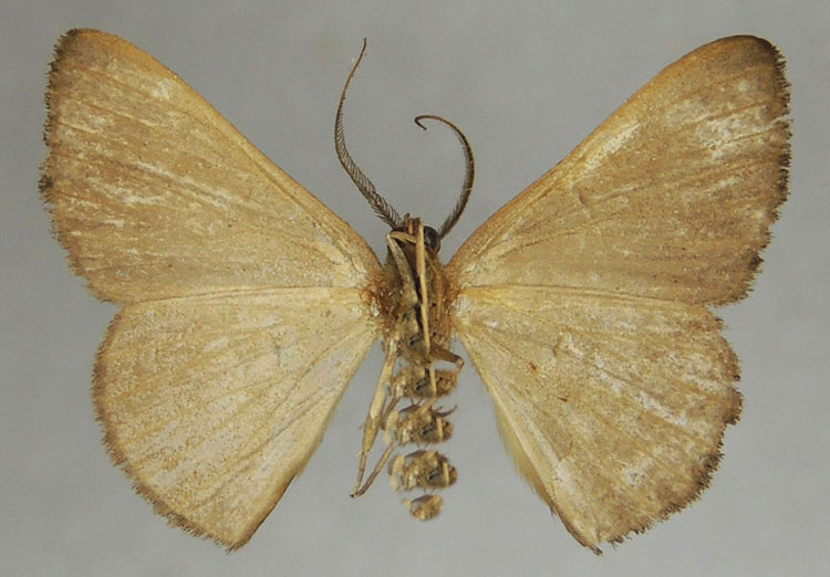 /filer/webapps/moths/media/images/F/fasciata_Pycnostega_HT_ZSMb.jpg