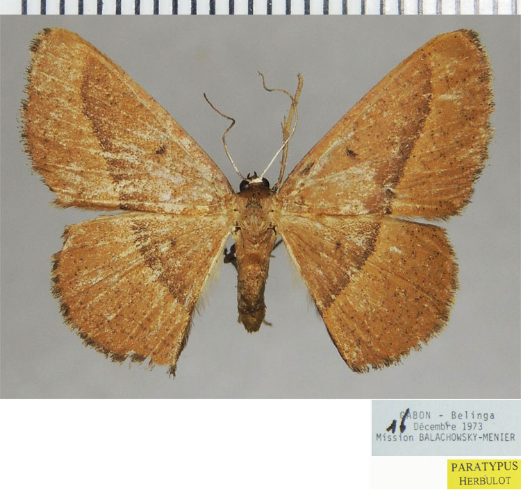 /filer/webapps/moths/media/images/F/fasciata_Pycnostega_PTF_ZSM.jpg