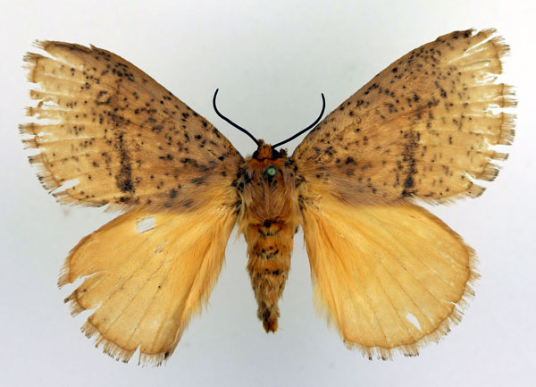/filer/webapps/moths/media/images/F/fasciata_Scotinocerides_AF_Basquin.jpg