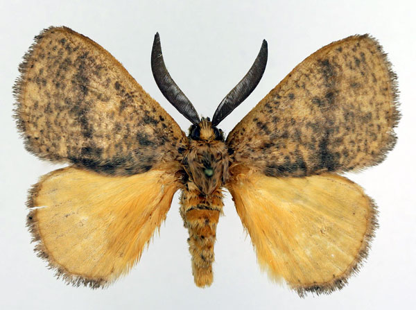 /filer/webapps/moths/media/images/F/fasciata_Scotinocerides_AM_Basquin.jpg