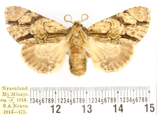 /filer/webapps/moths/media/images/F/fasciata_Thiacidas_AF_BMNH.jpg