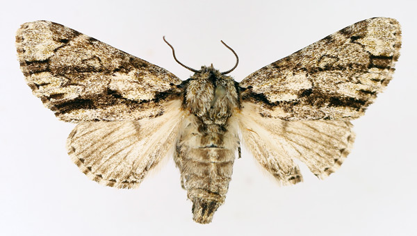 /filer/webapps/moths/media/images/F/fasciata_Thiacidas_AF_TMSA_01.jpg
