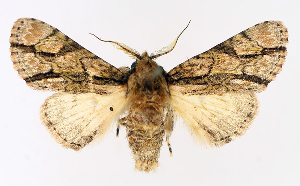 /filer/webapps/moths/media/images/F/fasciata_Thiacidas_AF_TMSA_02.jpg