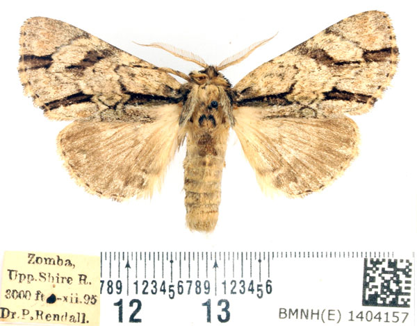 /filer/webapps/moths/media/images/F/fasciata_Thiacidas_AM_BMNH.jpg