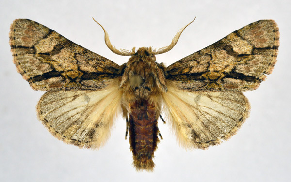 /filer/webapps/moths/media/images/F/fasciata_Thiacidas_AM_NHMO.jpg