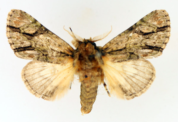 /filer/webapps/moths/media/images/F/fasciata_Thiacidas_AM_TMSA_02.jpg