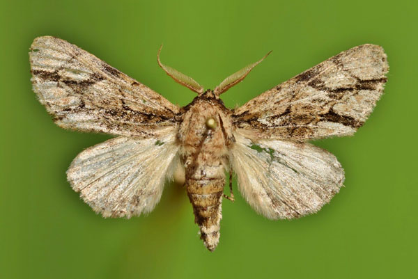 /filer/webapps/moths/media/images/F/fasciata_Thiacidas_A_Butler.jpg
