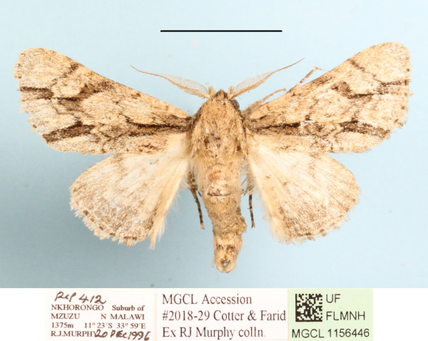 /filer/webapps/moths/media/images/F/fasciata_Thiacidas_A_MGCLa_01.JPG