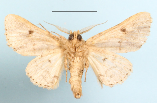 /filer/webapps/moths/media/images/F/fasciata_Thiacidas_A_MGCLb_01.JPG
