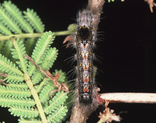 /filer/webapps/moths/media/images/F/fasciata__Euproctis_C_Roland_02.jpg