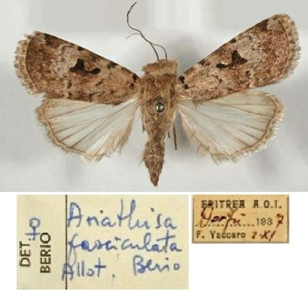 /filer/webapps/moths/media/images/F/fasciculata_Ariathisa_AT_MCSM.jpg
