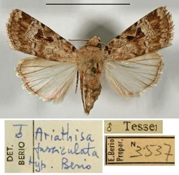 /filer/webapps/moths/media/images/F/fasciculata_Ariathisa_HT_MCSM.jpg