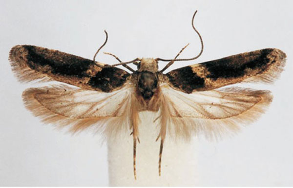 /filer/webapps/moths/media/images/F/fasciella_Anarsia_PT_BMNH.jpg