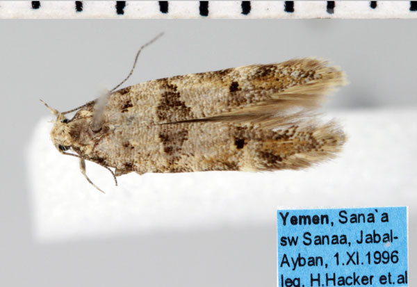 /filer/webapps/moths/media/images/F/fasciella_Deltophora_A_ZMHB.jpg