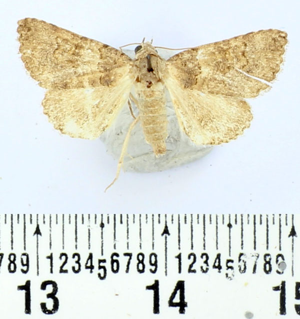 /filer/webapps/moths/media/images/F/fasciolata_Tytroca_AM_BMNH.jpg