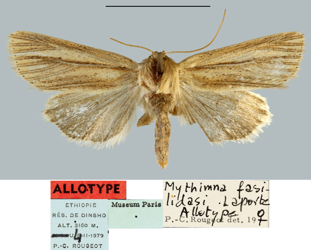 /filer/webapps/moths/media/images/F/fasilidasi_Mythimna_AT_MNHN.jpg