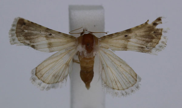 /filer/webapps/moths/media/images/F/fastrei_Eublemma_A_JMonks_01.jpg