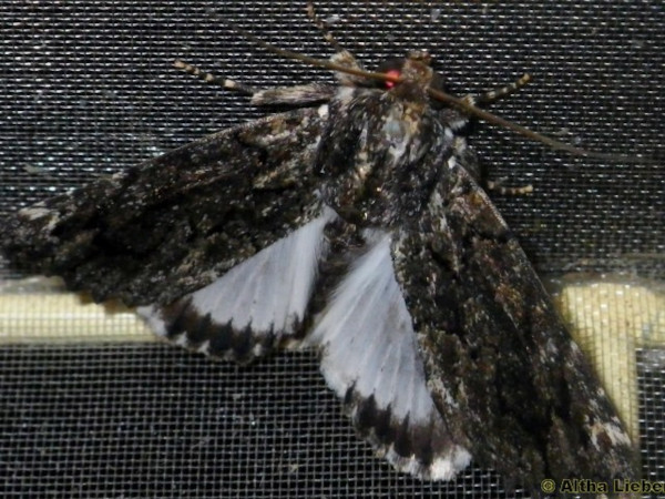/filer/webapps/moths/media/images/F/fatilega_Ulitrochopus_A_Liebenberg.jpg