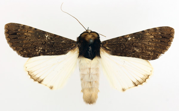 /filer/webapps/moths/media/images/F/fatilega_Ulotrichopus_AF_TMSA_01.jpg