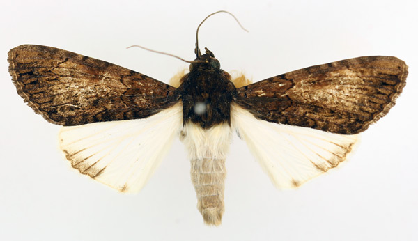 /filer/webapps/moths/media/images/F/fatilega_Ulotrichopus_AM_TMSA_01.jpg