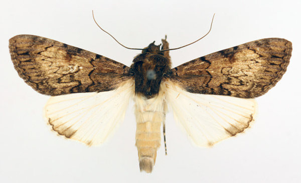 /filer/webapps/moths/media/images/F/fatilega_Ulotrichopus_AM_TMSA_02.jpg