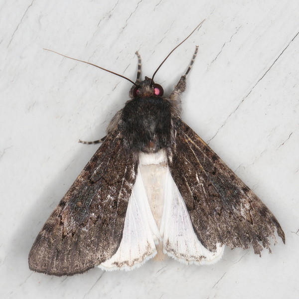 /filer/webapps/moths/media/images/F/fatilega_Ulotrichopus_A_Heyns_01.JPG