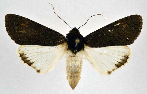 /filer/webapps/moths/media/images/F/fatilega_Ulotrichopus_A_NHMO.jpg