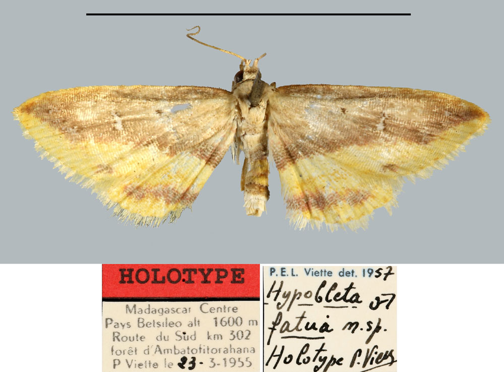 /filer/webapps/moths/media/images/F/fatua_Hypobleta_HT_MNHN.jpg