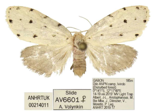 /filer/webapps/moths/media/images/F/faucaria_Siccia_PTF_ANHRT.jpg