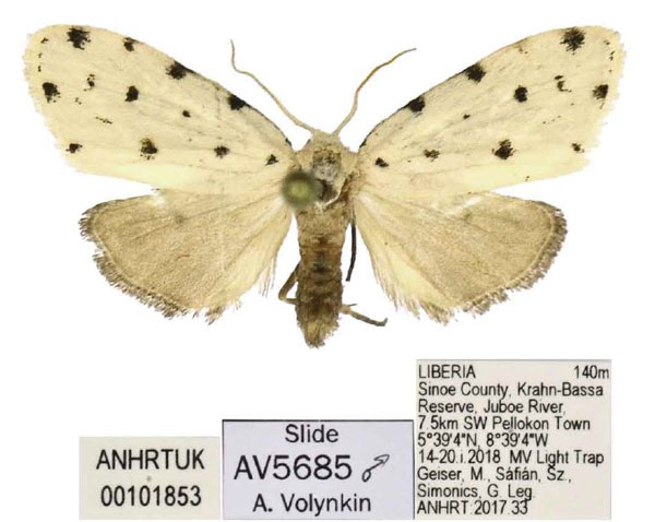 /filer/webapps/moths/media/images/F/faucaria_Siccia_PTM_ANHRT.jpg