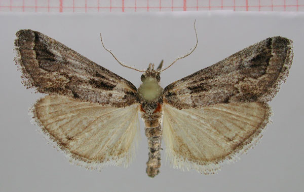 /filer/webapps/moths/media/images/F/faucis_Hypotia_PT_ZMHB.jpg