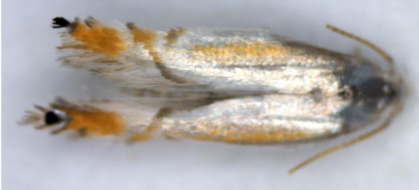 /filer/webapps/moths/media/images/F/faureae_Phyllocnistis_A_Triberti-etal_2024_37_geI2HoS.jpg