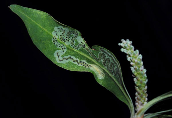 /filer/webapps/moths/media/images/F/faureae_Phyllocnistis_mine_Triberti-etal_2024_49.jpg